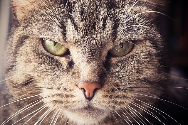 Nahaufhahme Katze mit grimmigem Blick