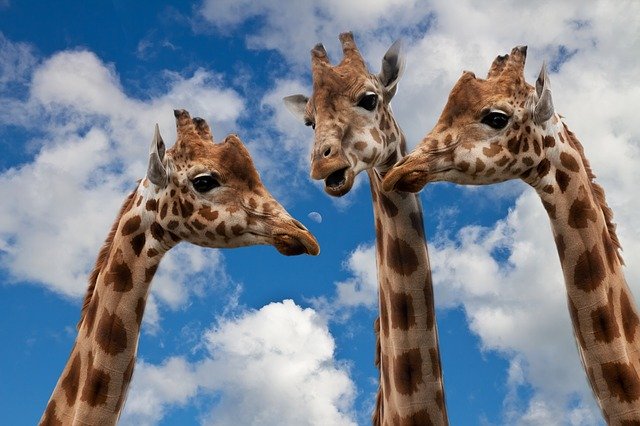 Drei Giraffen bei einer Unterhaltung, blauweißer Himmel im Hintergrund